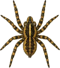 Six-spotted Fishing Spider