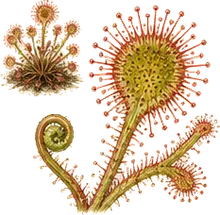 Round-leaved Sundew