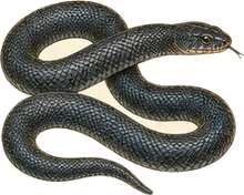 Eastern Indigo Snake