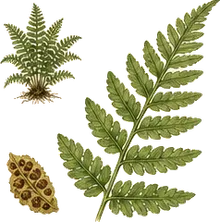 Marginal Wood Fern