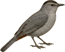 Gray Catbird