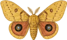 Imperial Moth