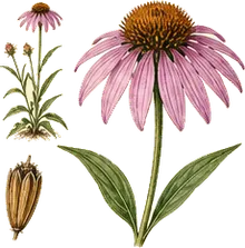 Narrow-leaved Coneflower