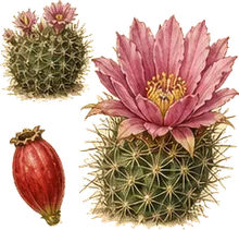 Hedgehog Cactus
