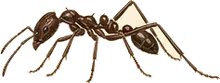 Army Ant
