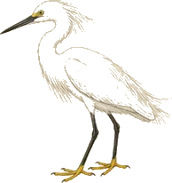 Snowy Egret