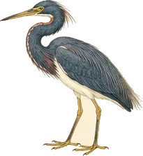 Tricolored Heron