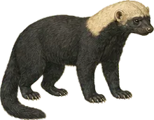 Tayra
