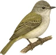 Caribbean Elaenia