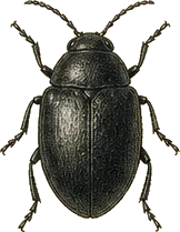 Desert Stink Beetle