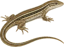 Southern Alligator Lizard