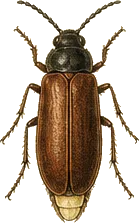 Winter Firefly