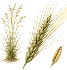 Canada Wild Rye