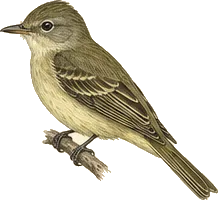 Pacific-slope Flycatcher
