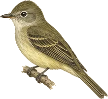 Least Flycatcher
