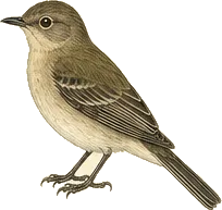 Dusky Flycatcher