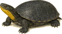 Blanding's Turtle