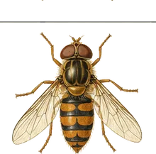 Marmalade Hoverfly