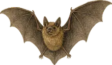 Argentine Brown Bat