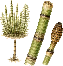 Field Horsetail