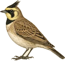 Horned Lark