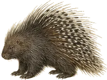 North American Porcupine