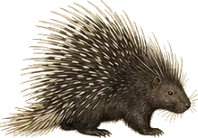 Mexican Porcupine