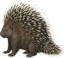 North American Porcupine