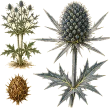 Marsh Rattlesnakemaster