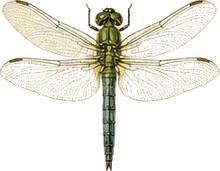 Eastern Pondhawk
