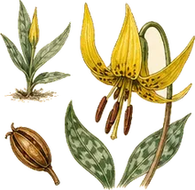 Yellow Trout Lily