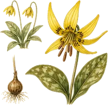 Yellow Glacier Lily