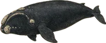 North Atlantic Right Whale