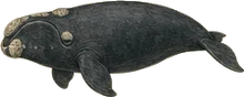 North Pacific Right Whale