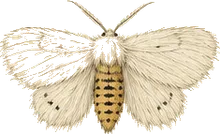 Milkweed Tussock Moth