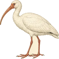 White Ibis
