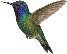 Rivoli's Hummingbird