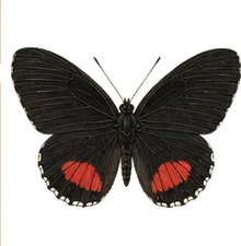 Atala Butterfly