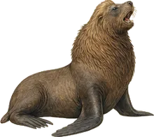 Steller Sea Lion
