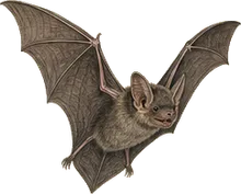 Western Mastiff Bat