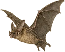 Underwood's Mastiff Bat