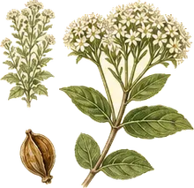 Common Boneset