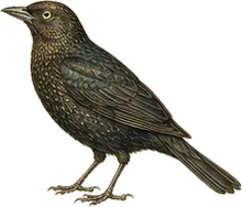 Rusty Blackbird