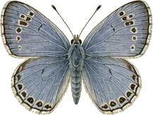 Square-spotted Blue
