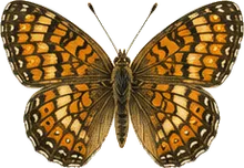 Edith's Checkerspot