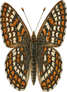 Gillette's Checkerspot