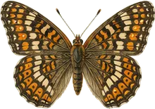 Baltimore Checkerspot