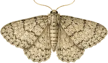 Gray Pug Moth