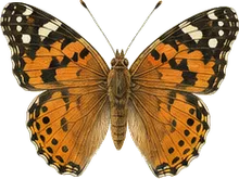 Variegated Fritillary