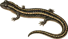 Southern Two-lined Salamander